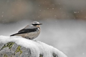 Collaba gris macho bajo la nevada (Salva Solé)