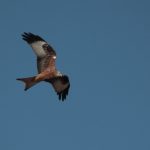 Salida ornitológica al embalse de San Salvador y lagunas y estepas del bajo Cinca (Huesca) marzo 2018 – Grupo Local SEO Barcelona