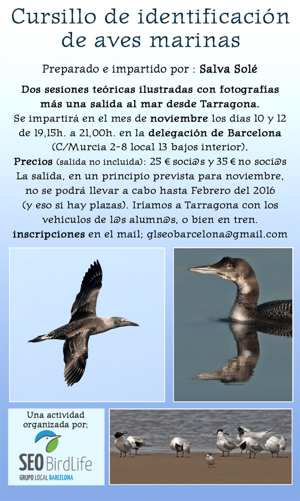 Curso de identificación de aves marinas, noviembre 2015 - Grupo Local SEO Barcelona