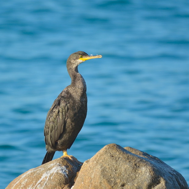 Nadando con cormoranes: una experiencia ornitológica estival - Grupo Local SEO Barcelona