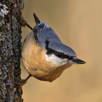 Observación de aves forestales e invernantes en Olot: noviembre 2016