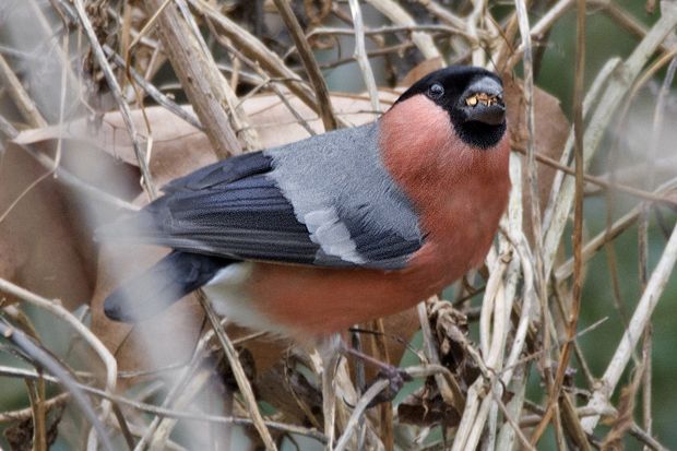 Salida ornitológica Olot enero 2016 - Observación de aves forestales residentes e invernantes - Grupo Local SEO Barcelona