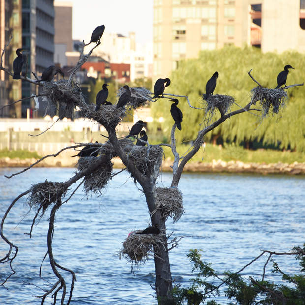 Pajareando en la Gran Manzana (Dormidero de double crested cormorants en Belmont Island.)
