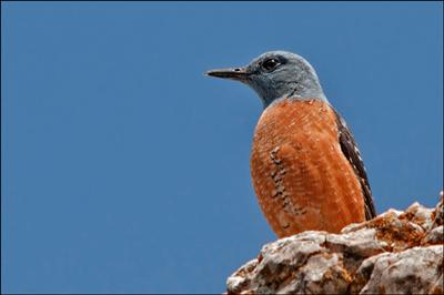 Salida ornitológica ARAÓS-BONAIGUA 22 Y 23 de junio 2013