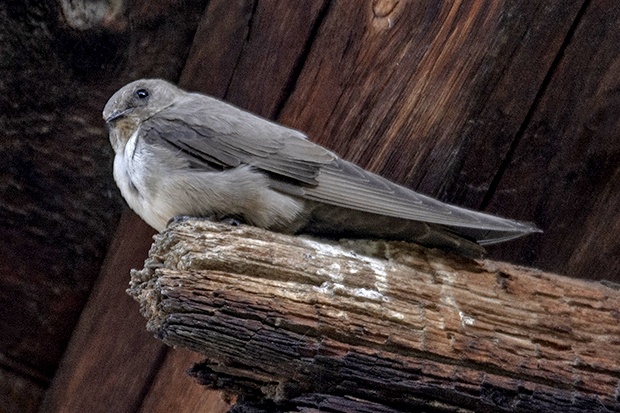 Salida ornitológica Araós-Bonaigua junio 2019 – Grupo Local SEO Barcelona