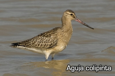 Salida ornitológica Delta del Ebro - septiembre 2015 - Grupo Local SEO Barcelona - aguja colipinta