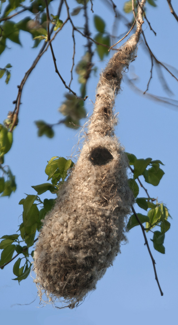 Pájaro moscón europeo: las casas colgantes – ¡Conócelas! 91 – Grupo Local SEO BARCELONA