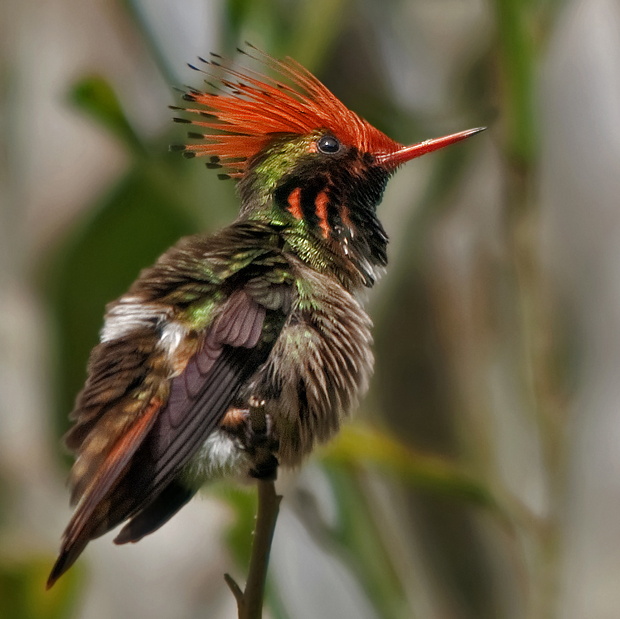 Coqueta crestirrufa: escaso y espectacular colibrí – ¡Conócelas! 92 – Grupo Local SEO BARCELONA