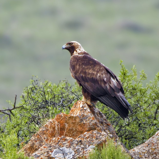 Águila real: la gran cazadora – ¡Conócelas! 137 – Grupo Local SEO BARCELONA