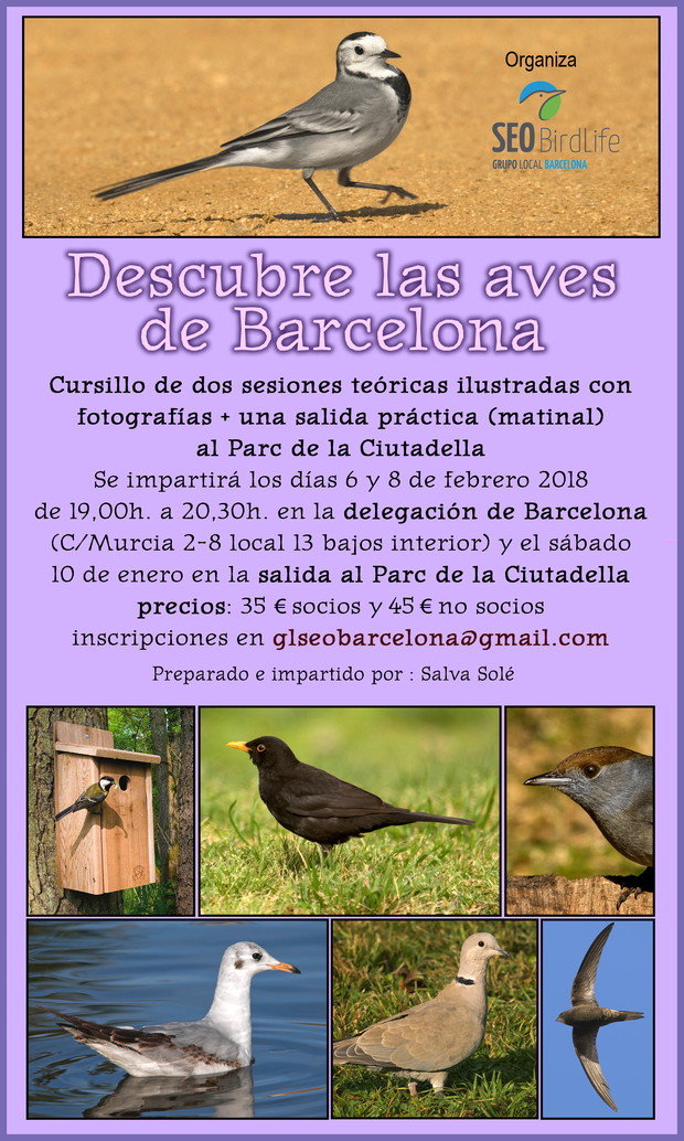 Curso aves urbanas – febrero 2018 – Grupo Local SEO Barcelona