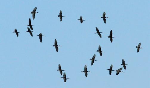 Las fascinantes rutas migratorias de las aves - El Delta a vista de pájaro