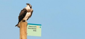 Las fascinantes rutas migratorias de las aves - El Delta a vista de pájaro