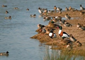 El Delta del Llobregat: el acuífero la pieza clave - el delta a vista de pájaro