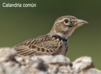 Excursión ornitológica a las Estepas de Lleida mayo 2018