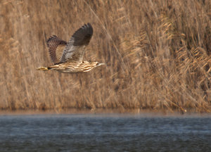 Observación de aves invernantes en el Delta de l´Ebre 13 de febrero 2016
