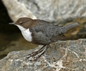 Salida ornitológica Araós - Bonaigua 15 y 16 de junio 2019