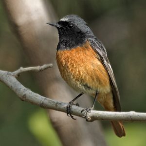 Macho de colirrojo real (Diagonal Mar 31-3-2017) - Foto de Salva Solé.