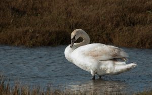 Cisne vulgar. Foto de Javier Ruiz.