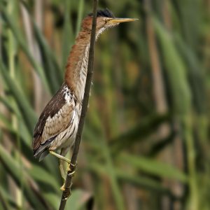 Hembra de avetorillo común (Delta de l'Ebre 4-7-2015). Foto de Salva Solé.