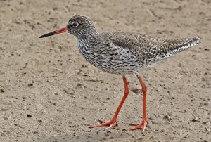 Archibebe común nupcial (Delta de l'Ebre 6-4-2019). Foto de Salva Solé.