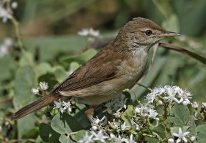 Carricero común (Delta de l'Ebre 20-8-2016). Foto de Salva Solé.