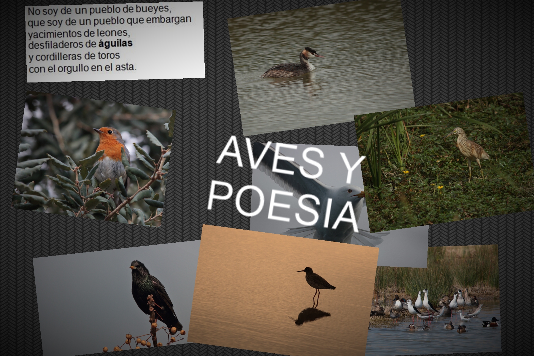 Aves y Poesía - Fotos Javier Ruiz