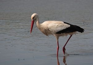 Cigüeña blanca