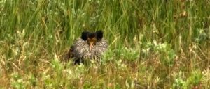 Combatiente en plumaje nupcial. Foto de Salva Solé.