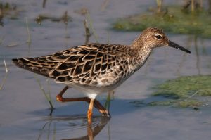 Combatiente hembra (Delta del Llobregat 16-4-2011). Foto de Salva Solé.