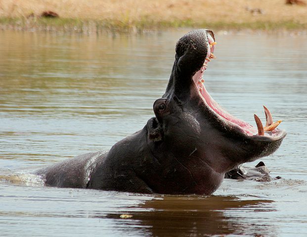Hipopótamo. Fotografía Javier Ruiz