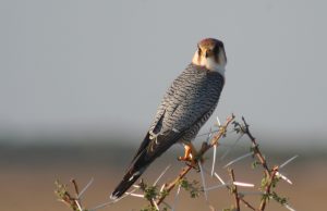 Alcotán turunti - Fotografia de Javier Ruiz