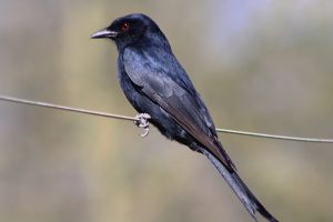 Drongo ahoriquillado - Forografía Javier Ruiz