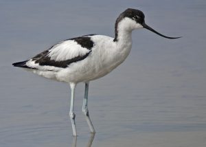 Avoceta común (Delta de l'Ebre 4-7-2015). Foto de Salva Solé.