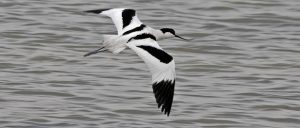 Avoceta común. Foto de Salva Solé.
