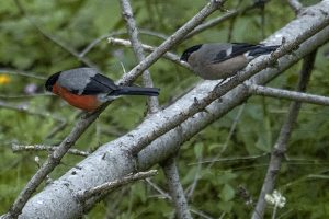Macho y hembra de camachuelo común en el Bosc del Gerdar. Foto de Salva Solé.