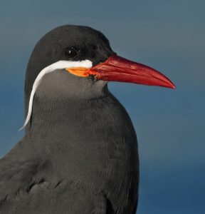 Charrán inca (Reserva Nacional de Paracas-Perú 7-9-10). Foto de Salva Solé.