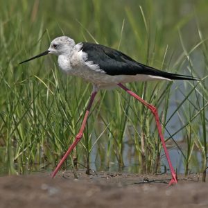 Macho de cigüeñuela común (Delta de l'Ebre 15-8-2011). Foto de Salva Solé.
