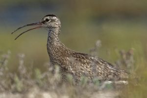 Zarapito trinador (Delta de l'Ebre 2019). Foto de Salva Solé.