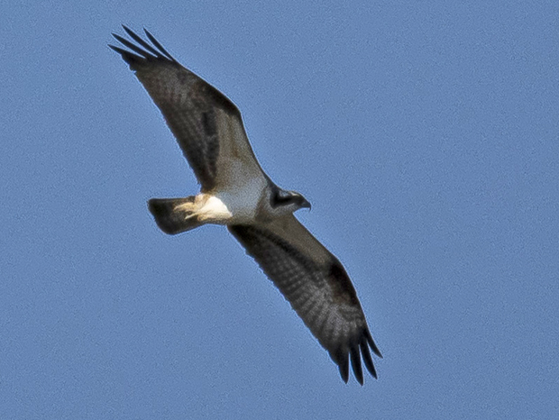 Águila pescadora (Àguila pescadora). Foto de José Carlos Losada.