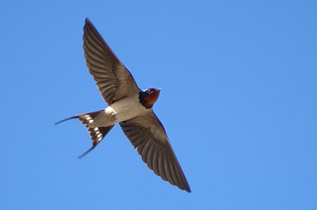 Golondrina común en vuelo (Foto de Salva Solé)