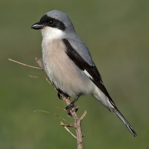 Macho de alcaudón chico (Chachuna - Georgia 25-4-2016). Foto de Salva Solé.