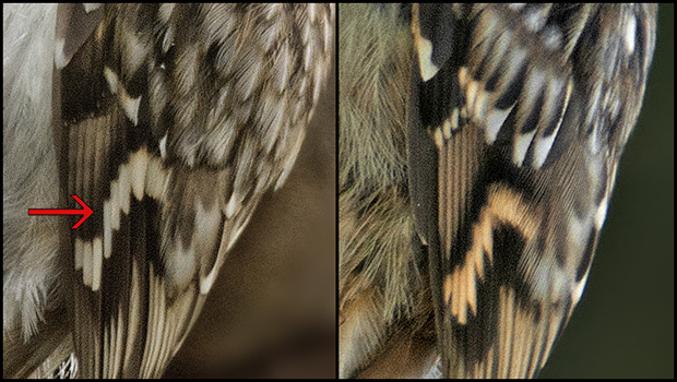 Comparativa alas de agateadores. Fotos de Salva Solé.
