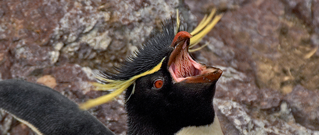Pingüino saltarrocas. Foto de Salva Solé.