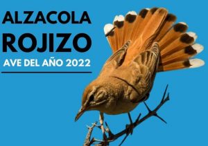 Alzacola rojizo ave del año 2022 SEO/Birdlife