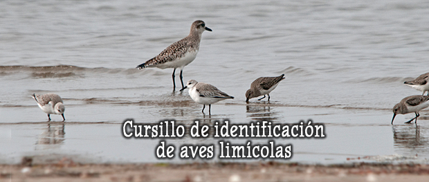 Curso de identificación de aves limícolas