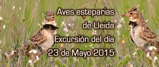 Aves esteparias de Lleida - salida ornitológica mayo 2015 - Grupo Local SEO Barcelona