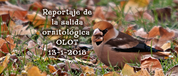 Crónica de la salida ornitológica a Olot enero 2018
