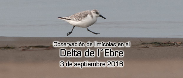 Salida ornitológica Delta del Ebro 3 de septiembre 2016 – observación de aves limícolas – Grupo Local SEO Barcelona