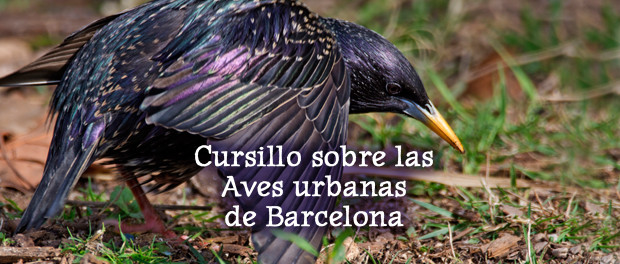 Descubre las aves de Barcelona - cursillo de ornitología urbana - 30 de mayo, 1 y 4 de junio 2016