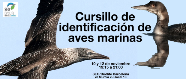 Curso de identificación de aves marinas, noviembre 2015 - Grupo Local SEO Barcelona